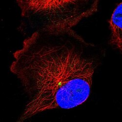 FOPNL Antibody, Novus Biologicals 25 &mu;L; Unlabeled:Antibodies, Polyclonal